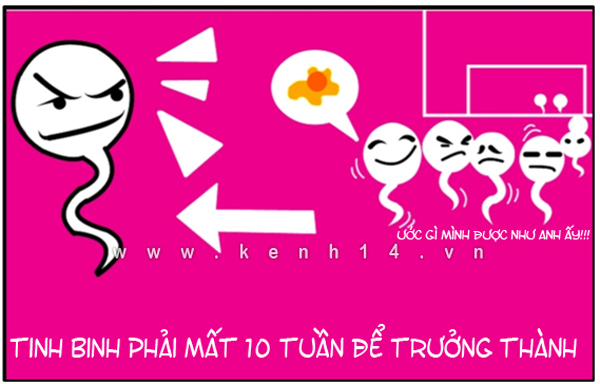 Lộ tẩy những sự thật siêu funny của những chú tinh binh